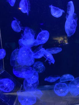 横浜・八景島シーパラダイス　プレジャーランドに投稿された画像（2024/4/20）