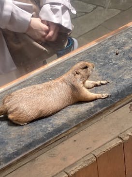 横浜・八景島シーパラダイス　プレジャーランドに投稿された画像（2024/4/20）