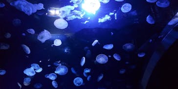 サンシャイン水族館に投稿された画像（2024/4/20）