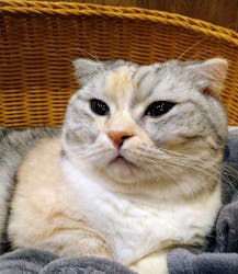 猫カフェモカ　池袋東口店に投稿された画像（2024/4/20）