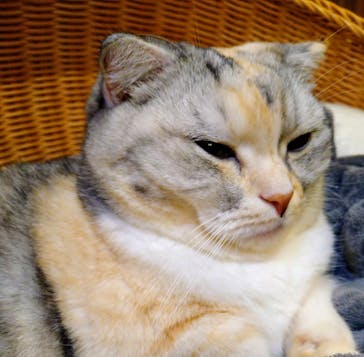 猫カフェモカ　池袋東口店に投稿された画像（2024/4/20）