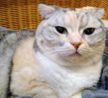 猫カフェモカ　池袋東口店に投稿された画像（2024/4/20）