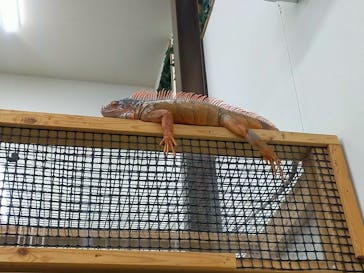 しろとり動物園に投稿された画像（2024/4/20）