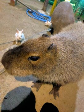 しろとり動物園に投稿された画像（2024/4/20）