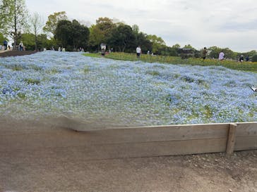 浜名湖花博2024に投稿された画像（2024/4/20）