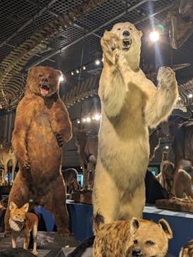 特別展「大哺乳類展３－わけてつなげて大行進」に投稿された画像（2024/4/20）