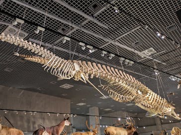 特別展「大哺乳類展３－わけてつなげて大行進」に投稿された画像（2024/4/20）