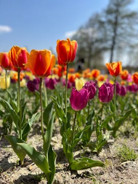 滋賀農業公園ブルーメの丘に投稿された画像（2024/4/20）