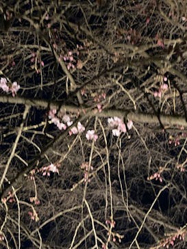 六義園に投稿された画像（2024/4/21）