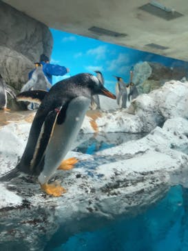 鴨川シーワールドに投稿された画像（2024/4/21）