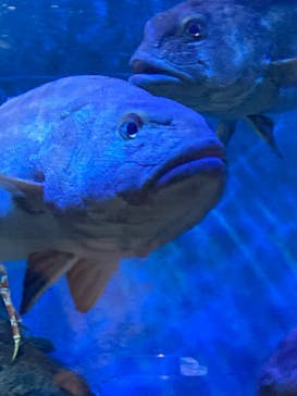 鴨川シーワールドに投稿された画像（2024/4/21）