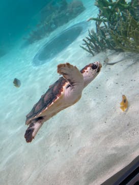 鴨川シーワールドに投稿された画像（2024/4/21）