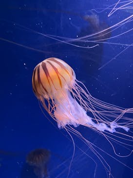 鴨川シーワールドに投稿された画像（2024/4/21）