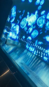 江の島1dayに投稿された画像（2024/4/21）