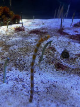 名古屋港水族館に投稿された画像（2024/4/21）