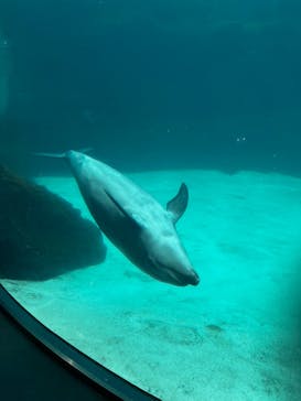 名古屋港水族館に投稿された画像（2024/4/21）
