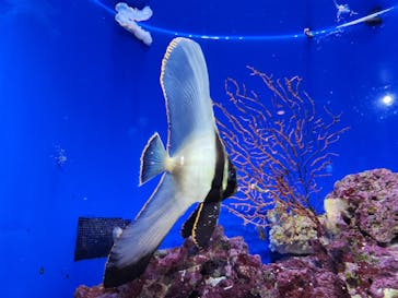 沖縄美ら海水族館に投稿された画像（2024/4/21）