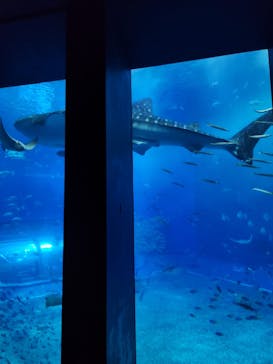 沖縄美ら海水族館に投稿された画像（2024/4/21）