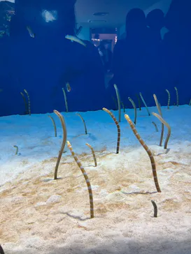 仙台うみの杜水族館に投稿された画像（2024/4/21）