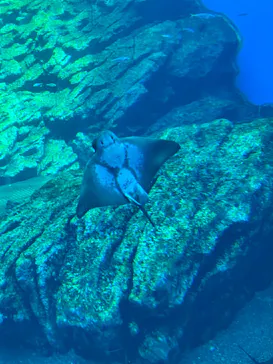 仙台うみの杜水族館に投稿された画像（2024/4/21）