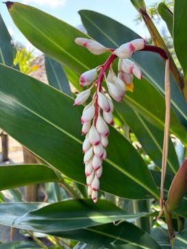 琉球村に投稿された画像（2024/4/21）