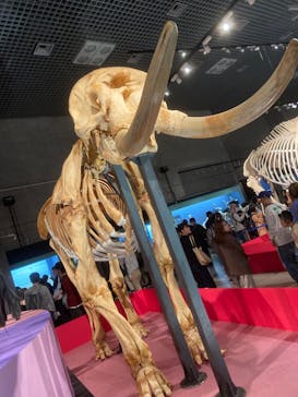 特別展「大哺乳類展３－わけてつなげて大行進」に投稿された画像（2024/4/21）
