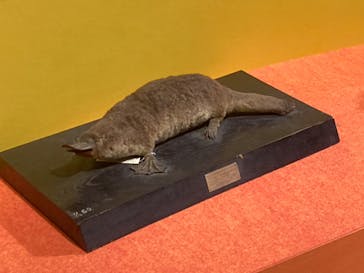特別展「大哺乳類展３－わけてつなげて大行進」に投稿された画像（2024/4/21）
