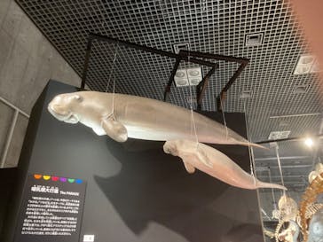 特別展「大哺乳類展３－わけてつなげて大行進」に投稿された画像（2024/4/21）