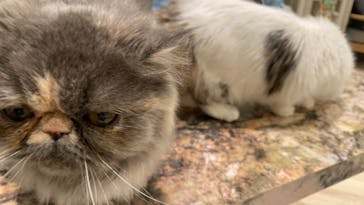 猫カフェモカ　イオンモール高崎店に投稿された画像（2024/4/21）