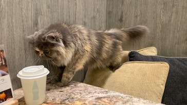 猫カフェモカ　イオンモール高崎店に投稿された画像（2024/4/21）