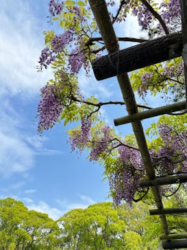 小田原城に投稿された画像（2024/4/21）