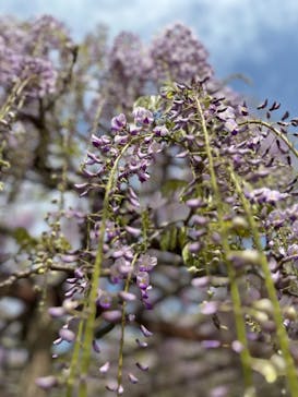 小田原城に投稿された画像（2024/4/21）