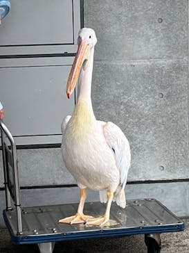 大分マリーンパレス水族館 「うみたまご」に投稿された画像（2024/4/21）