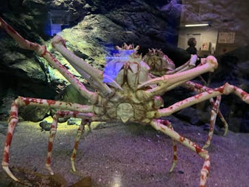 大分マリーンパレス水族館 「うみたまご」に投稿された画像（2024/4/21）