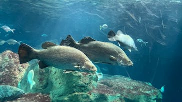 大分マリーンパレス水族館 「うみたまご」に投稿された画像（2024/4/21）