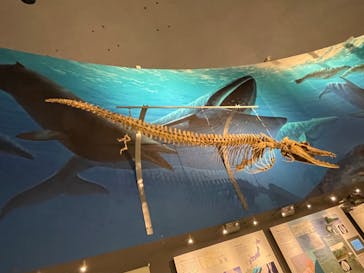 福井県立恐竜博物館に投稿された画像（2024/4/21）