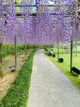 浜名湖花博2024に投稿された画像（2024/4/21）