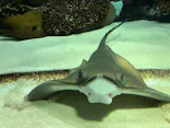 サンシャイン水族館に投稿された画像（2024/4/21）