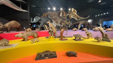 特別展「大哺乳類展３－わけてつなげて大行進」に投稿された画像（2024/4/21）