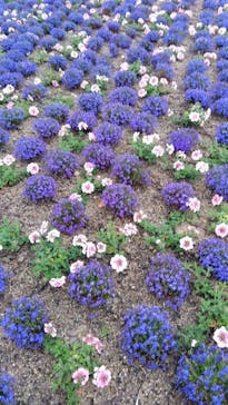 浜名湖花博2024に投稿された画像（2024/4/21）