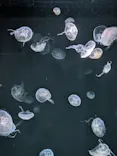 サンシャイン水族館に投稿された画像（2024/4/21）