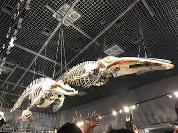 特別展「大哺乳類展３－わけてつなげて大行進」に投稿された画像（2024/4/21）