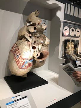 特別展「大哺乳類展３－わけてつなげて大行進」に投稿された画像（2024/4/21）