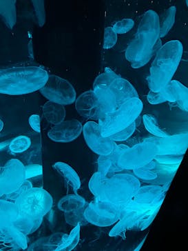 マクセル アクアパーク品川に投稿された画像（2024/4/21）