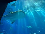 沖縄美ら海水族館に投稿された画像（2024/4/21）