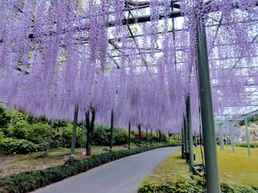 浜名湖花博2024に投稿された画像（2024/4/21）