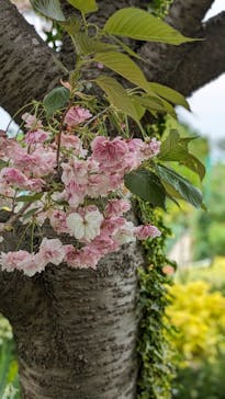 浜名湖花博2024に投稿された画像（2024/4/21）