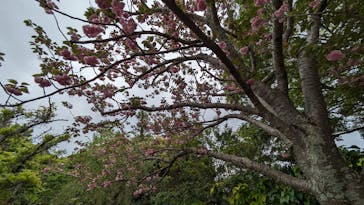 浜名湖花博2024に投稿された画像（2024/4/21）