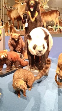 特別展「大哺乳類展３－わけてつなげて大行進」に投稿された画像（2024/4/21）