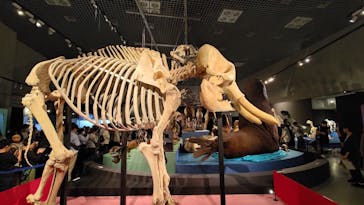 特別展「大哺乳類展３－わけてつなげて大行進」に投稿された画像（2024/4/21）